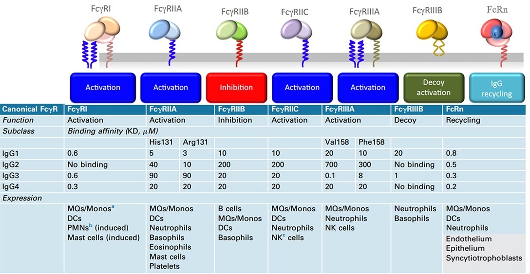 Human canonical FcγR, functions, binding affinities to various IgG subclasses, and expression in cells.