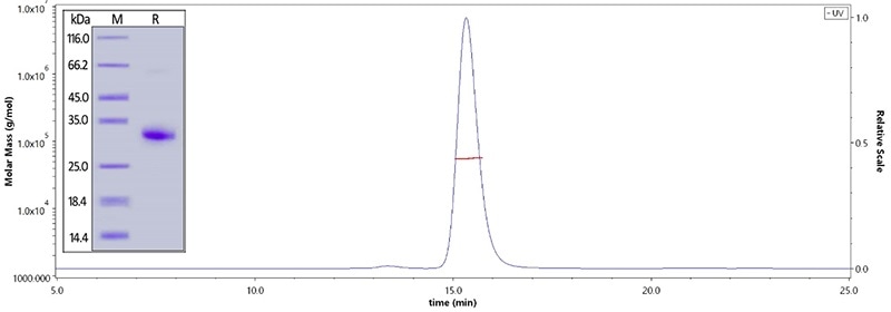 Human IgG Fc, Tag Free (Cat. No. FCC-H5214) on SDS-PAGE under reducing (R) condition. The purity of the protein is greater than 95%. The purity is more than 95% and the molecular weight of this protein is around 51–65 kDa verified by SEC-MALS.