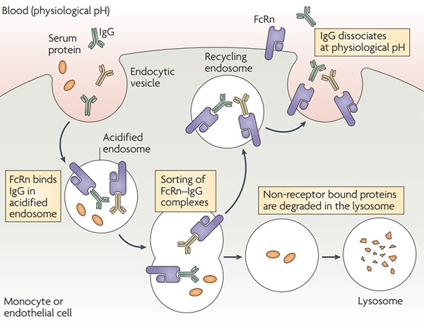 FcRn and its role as a therapeutic target