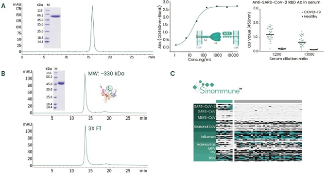 Examples of high-quality recombinant SARS-CoV-2 S (A) and NP (B) proteins and the high-throughput Sinommune fast screening chip (C). The S1 domain of S protein was expressed in HEK293 via transient transfection. The high purity protein has confirmed ACE2 binding activity (A bottom left) and can be used to detect anti-CoV-2 antibodies from patient serum (A bottom right). The full-length NP was expressed in E.coli and the protein appeared to exert a stable oligomeric status after 3X freeze-thaw (3X FT, B bottom).