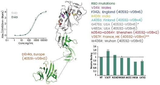 Mutations in S protein with fluctuated ACE2 binding activities.