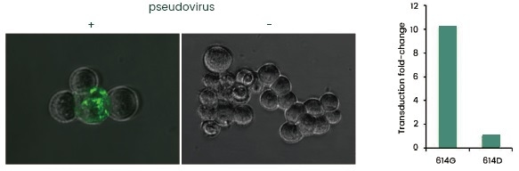 SARS-CoV-2 pseudovirus infecting an ACE2 over-expressing HEK293 cell line. Left: detecting virus internalization by fluorescent microscopy. Right: host cell infected with pseudoviruses containing 614D strain (WT) S protein and 614G strain S protein, respectively. 614G strain was more potent in host cell invasion.