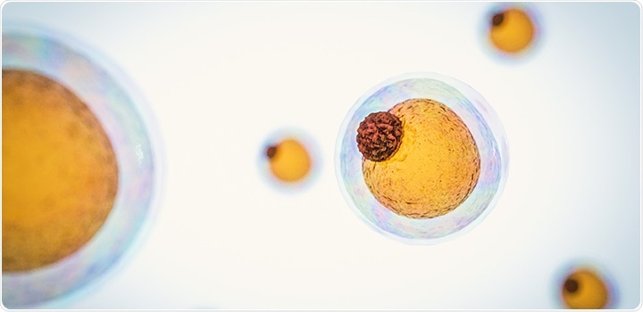 UEA researchers reveal how immune cells use the body’s fat stores to fight infection