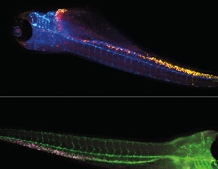 Casting a wider net in zebrafish imaging