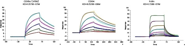 Affinity detection of target antibody drugs against Fc receptors (Biacore data)