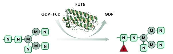The removal of glycan core fucose residues is achieved by knockout of the host cell fucosyltransferase-8 (FUT8) gene.