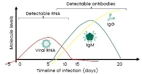 Timeline from SARS-CoV-2 infection to immunity generation