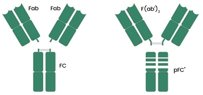 Fab fragment from papain digestion (left) and F(ab’)2 from pepsin digestion (right