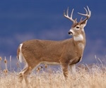 White-tailed deer are efficient carriers of SARS-CoV-2