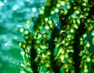 Green seaweed extract exhibits anti-SARS-CoV-2 activity in vitro
