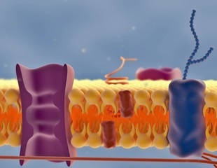甘氨酸在细胞中的作用及甘氨酸成像方法