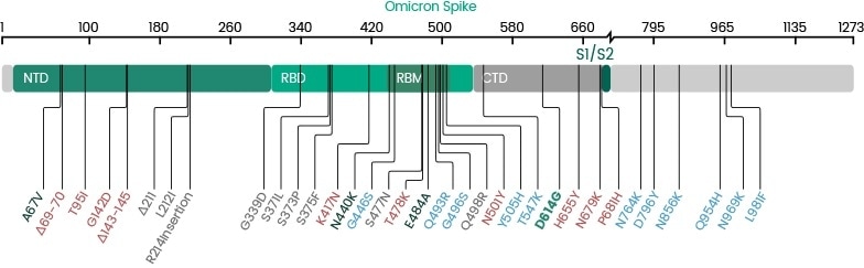 Mutations in the spike glycoprotein of Omicron.