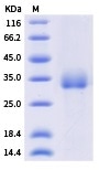 Recombinant Omicron variants of SARS-CoV-2