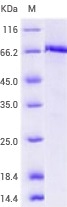 Human c-MET Protein—10692-H20B1.