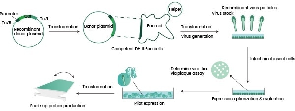 Flowchart for recombinant protein expression in insect cells.
