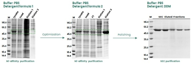 Buffer optimization during protein purification to enhance protein recovery in insect cells