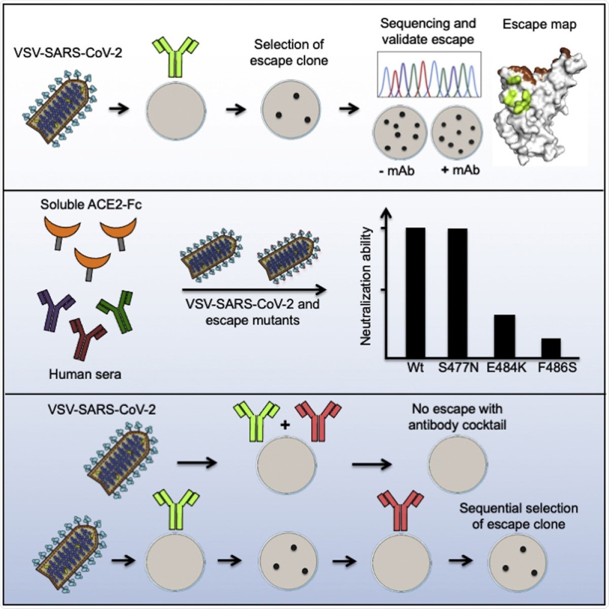 SARS-CoV-2 variants from mink evade inhibition by antibodies