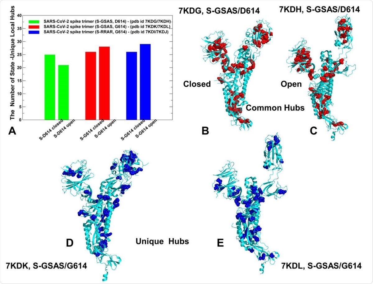 Network hub analysis of the SARS-CoV-2 S-D614 and S-D614G mutant structures. (A) The quantitative evaluation of the number of unique hubs in closed and open forms of SGSAS/ D614 (shown in green bars), closed and open forms of S-GSAS/G614 (red bars), and SRRAR/ G614 (blue bars). Structural mapping of common communities shared by closed and open states is projected onto a single protomer for the S-GSAS/D614 in the closed-all down state (B) and S-GSAS/D614 in the open state (C). The hubs are shown as red spheres. (D) Structural mapping of unique in the closed form of S-GSAS/G614 (pdb id 7KDK). (E) Structural mapping of unique hubs for the S-GSAS/G614 in the open state (pdb id 7KDL). The hubs are shown in blue spheres. The mapping is projected onto a single protomer shown in cyan ribbons.