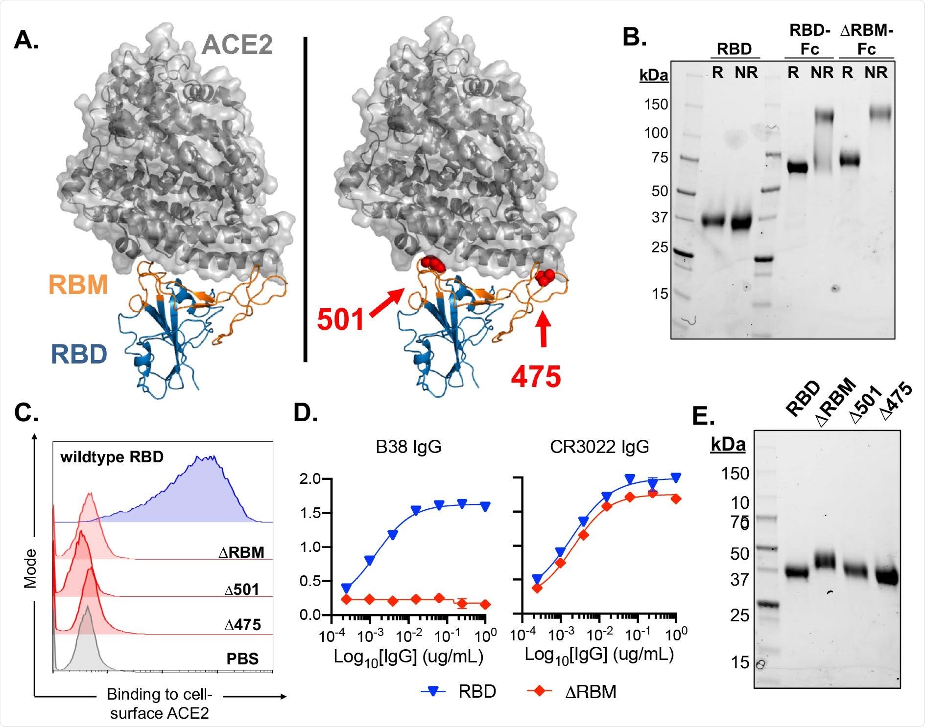 Design and characterization of SARS-CoV-2 antigens. (A) SARS-CoV-2 RBD in complex with viral receptor, ACE2 shown in blue and grey, respectively (PDB 6M0J). Wild-type RBD with, the receptor binding motif (RBM), shown in orange (left panel). Structural model of the ΔRBM probe designed to abrogate binding to ACE2 (right panel). Putative N-linked glycosylation sites engineered onto the RBM are shown in red spheres at amino acid positions 501 and 475. (B) SDS-PAGE gel under reducing (R) and non-reducing (NR) conditions for monomeric RBD, RBD-Fc and ΔRBM-Fc. (C) Wildtype RBD, ΔRBM and single glycan variant binding to ACE2-expressing 293T cells by flow cytometry. Wild-type RBD binding shown in blue, glycan variant binding shown in red. Streptavidin-PE was used to detect the relative intensity of antigen binding to cell-surface ACE2. A PBS control (gray) indicates secondary-only staining. (D) Control antibody ELISA binding to RBD and ΔRBM antigens. RBM-specific antibody, B38 (left). Non- RBM-specific control antibody, CR3022 (right). (E) ΔRBM and Δ501 and Δ475 variants analyzed by SDS-PAGE gel under reducing conditions; wildtype RBD is shown for comparison.