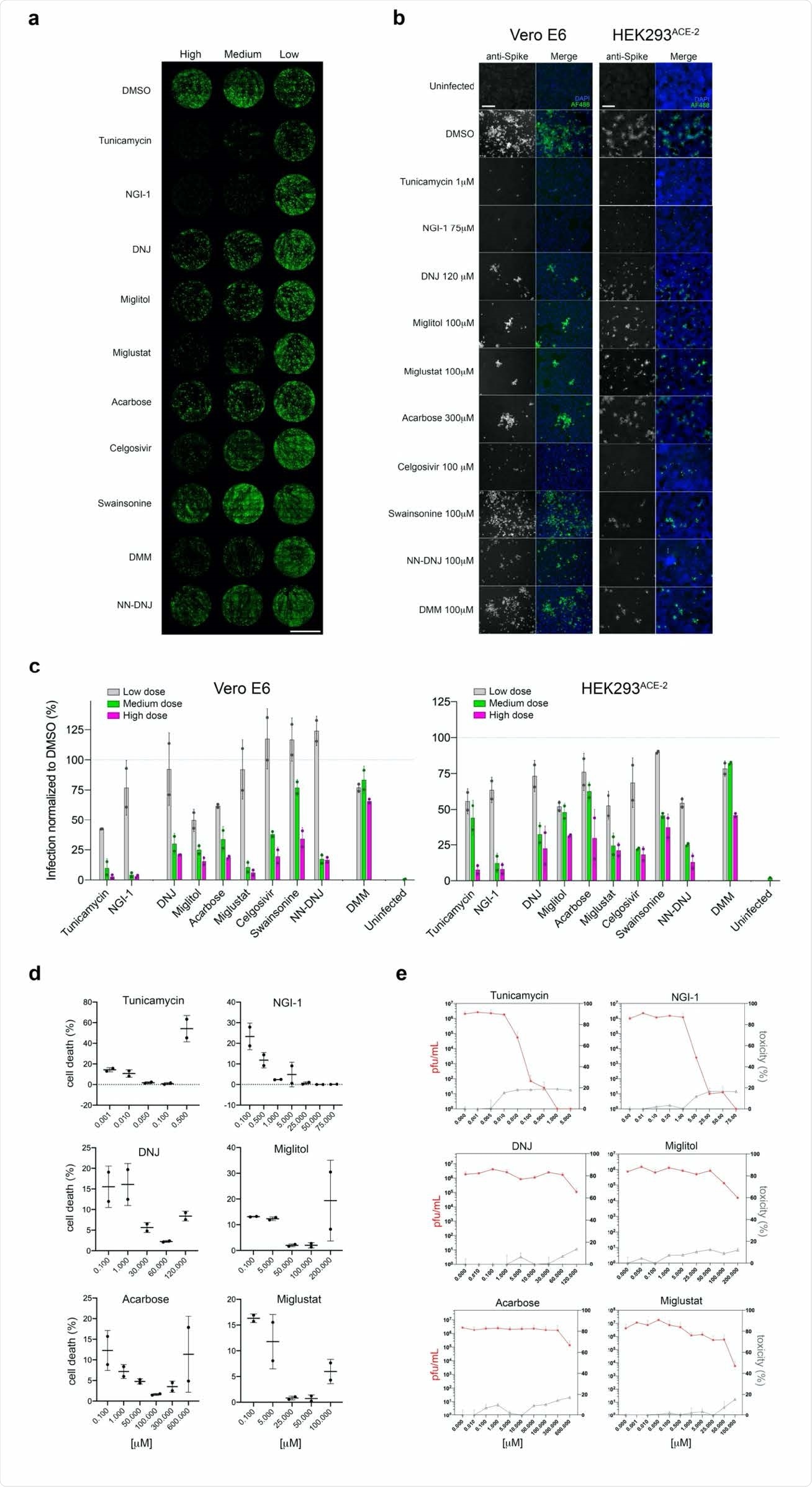 Genetic ablation of host N-glycosylation genes reduces SARS-CoV-2 infectivity. (a) Representative whole-well scans of confluent Vero E6 monolayers transfected either with siNT (negative control) or siRNAs for the knockdown of the N-glycosylation genes siSTT3-A, siSTT3-B, siSTT3A+B, siGANAB and siMGAT1, and infected with SARS-CoV-2 (MOI=0.05, 24 hours). Cells immunostained with anti-spike antibodies (green), counterstained with DAPI (purple) and merged; scale bar 5 mm. (b) Representative images of either Vero E6 or HEK293ACE-2 242 siRNA cells infected with SARS-CoV-2 (MOI=0.05 for 24 hours for Vero;