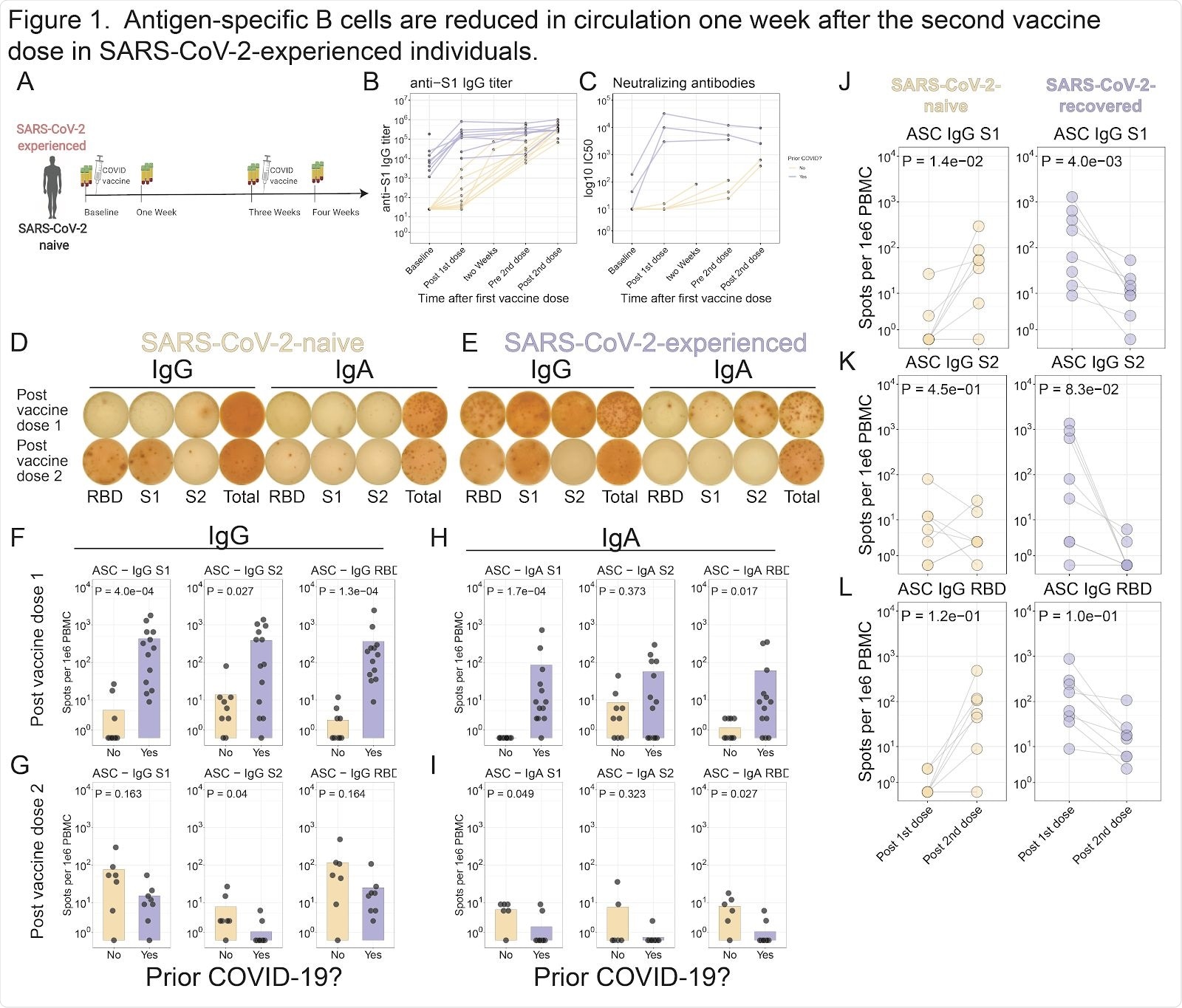 Antigen-specific B cells are reduced in circulation one week after the second vaccine dose in SARS-CoV-2-experienced individuals. A . Study schematic. B . S1 antibody titers were assessed for SARS-CoV-2 experienced (purple) and SARS-CoV-2-naive (yellow) subjects. Connected lines indicate repeated measurements of the same subjects. C . Neutralizing antibody titers were assessed using in vitro neutralization assay. D-E . ELISpot assays shown for a representative SARS-CoV-2-naive ( D ) or SARS-CoV-2-experienced ( E ) subject one week after each dose of vaccine. F-H . Summary statistics shown for ELISpot assays. For each panel, S1 (left), S2 (middle), or RBD (right) antigens are shown for IgG one week after first dose ( F ) or second dose ( G ), or for IgA one week after first dose ( H ) or second dose ( I ). J-L . ELISpot data shown for SARS-CoV-2-naive (left) or SARS-CoV-2-experienced (right) subjects for S1 ( J ), S2 ( K ), or RBD ( L ). Connected lines indicate repeated measurements from the same subjects.