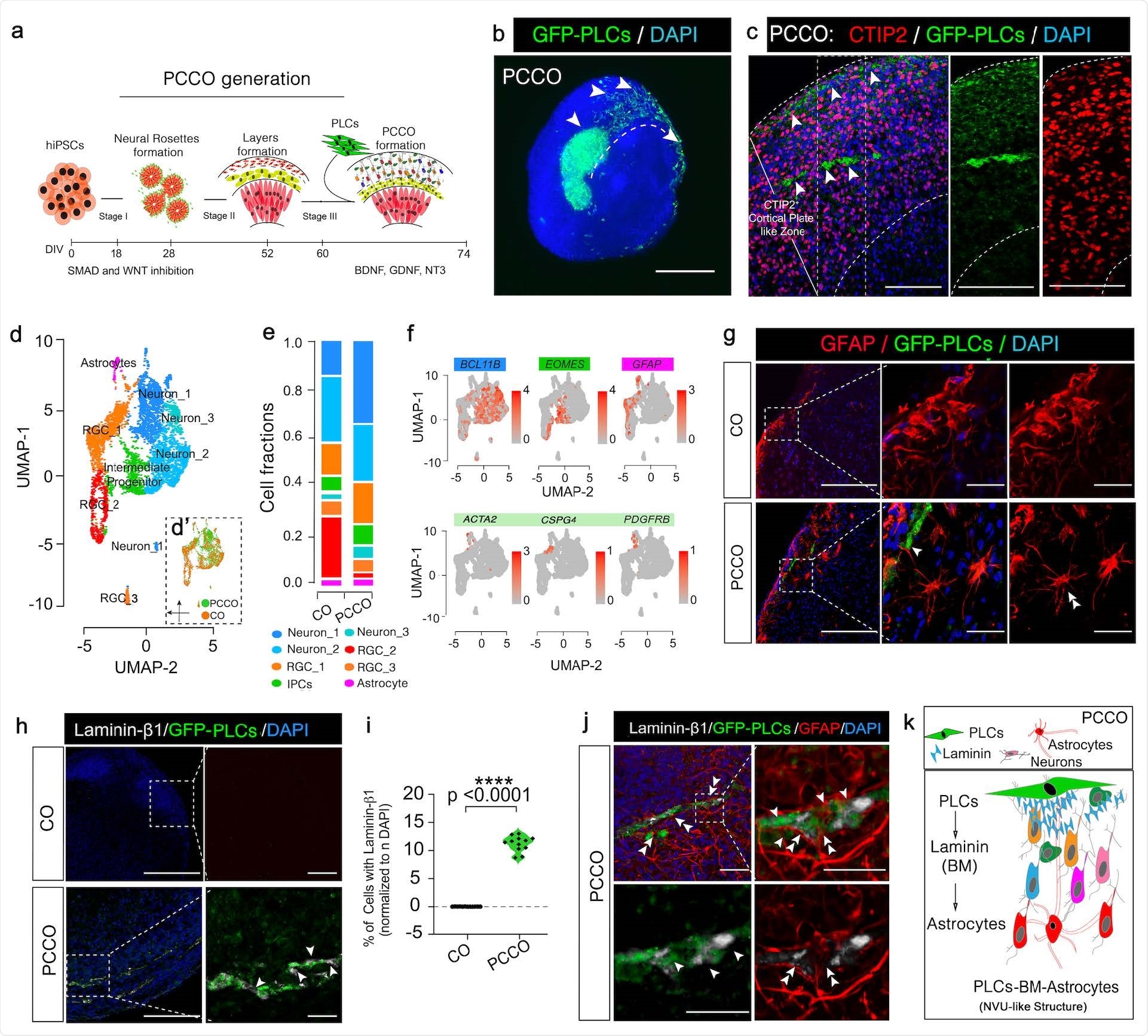 PCCOs incorporate pericyte-like cells into cortical organoids.