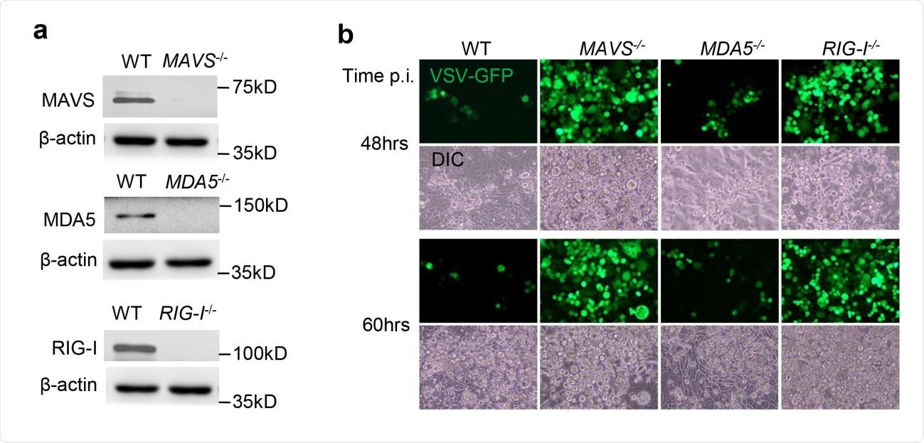 Functional validation of gene knockouts by CRISPR-Cas9. a) The immunoblots show gene knockout efficiency in Calu-3 cells. ß-actin is a house keeping gene and serves as a protein loading control. b) Fluorescent microscopic images of VSV-GFP at several time points post infection (p.i.). Magnification: 100 x. DIC: differential interference contrast. The results are representative two reproducible independent experiments.