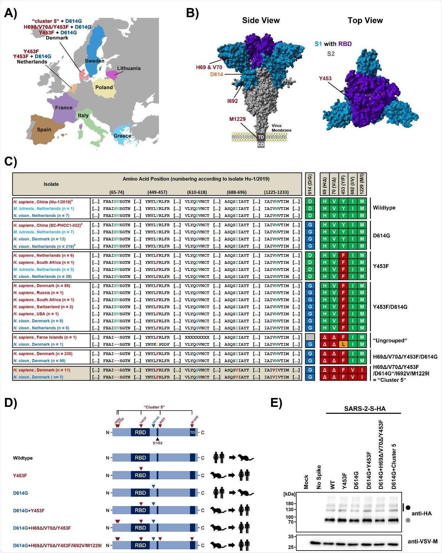 Mink-specific spike protein variants are robustly expressed, proteolytically processed and incorporated into viral particles. (A) European countries that have reported SARS-CoV-2 infection in mink. The mink-specific spike (S) protein mutations under study are highlighted. (B) Summary of mink-specific S protein mutations found in human and mink SARS-CoV-2 isolates. Sequences were retrieved from the GISAID (global initiative on sharing all influenza data) database. Legend: a = reference sequences, b = 36/219 sequences carry additional L452M mutation; Abbreviations: H. sapiens = Homo sapiens (Human), N. vison = Neovison vison (American Mink), M. lutreola = Mustela lutreola (European Mink). (C) Location of the mink-specific S protein mutations in the context of the 3-dimensional structure of the S protein. (D) Schematic illustration of the S protein variants under study and their transmission history. Abbreviations: RBD = receptor binding domain, S1/S2 = border between the S1 and S2 subunits, TD = transmembrane domain. (E) Rhabdoviral pseudotypes bearing the indicated S protein variants (equipped with a C-terminal HA-epitope tag) or no viral glycoprotein were subjected to SDS-PAGE under reducing conditions and immunoblot in order to investigate S protein processing and particle incorporation. Detection of vesicular stomatitis virus matrix protein (VSV-M) served as loading control. Black and grey circles indicate bands for unprocessed and processed (cleavage at S1/S2 site) S proteins, respectively. Similar results were obtained in four separate experiments.
