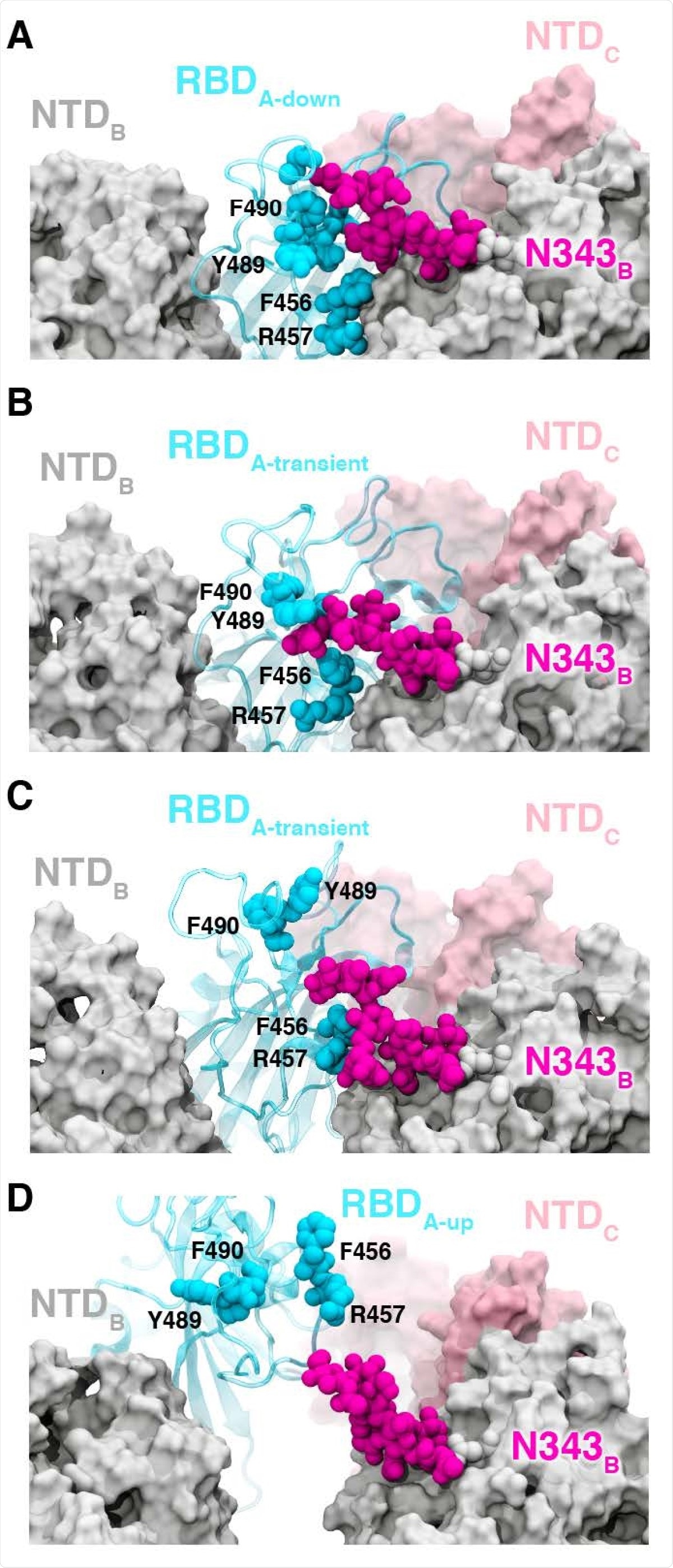 Puerta de glicano por N343.  (AD) Configuraciones instantáneas a lo largo de la ruta de apertura con la serie A mostrada en cian, la serie B en gris, la serie C en rosa y los glucanos en la posición N343 mostrados en magenta.  (A) El RBD A en la conformación inferior está protegido por glucanos en la posición N343 del RBD B (BD) adyacente. Los glucanos N343 interfieren entre y debajo de los residuos F490, Y489, F456 y F457 para empujar el RBD hacia arriba y abrirse (d).