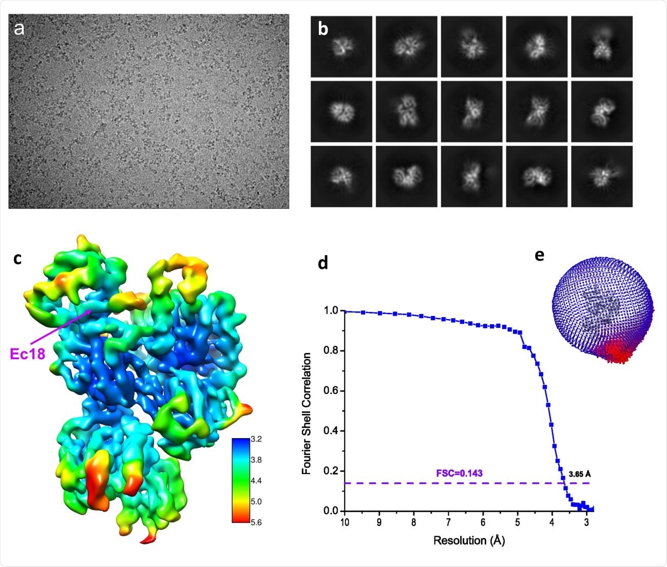 Structure determination by single-particle Cryo-EM. (a) A typical motion-corrected Cryo-EM micrograph. (b) 2D class averages. (c) Reconstructed map colored with local resolutions. (d) Fourier Shell Correlation (FSC) curve for the 3D reconstruction to determine the structure resolution. (e) Orientation distribution for particles used in 3D reconstruction.