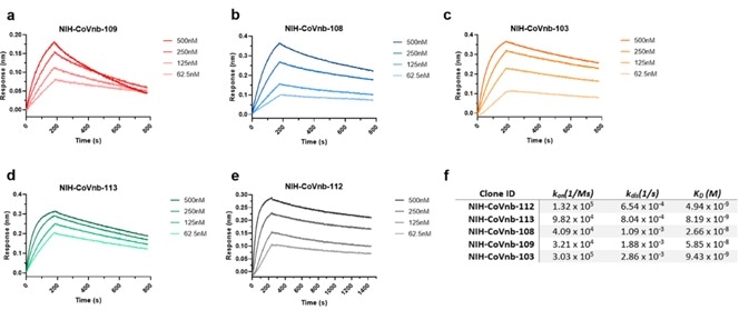 BLI analysis of RBD binding affinity of isolated nanobody clones.