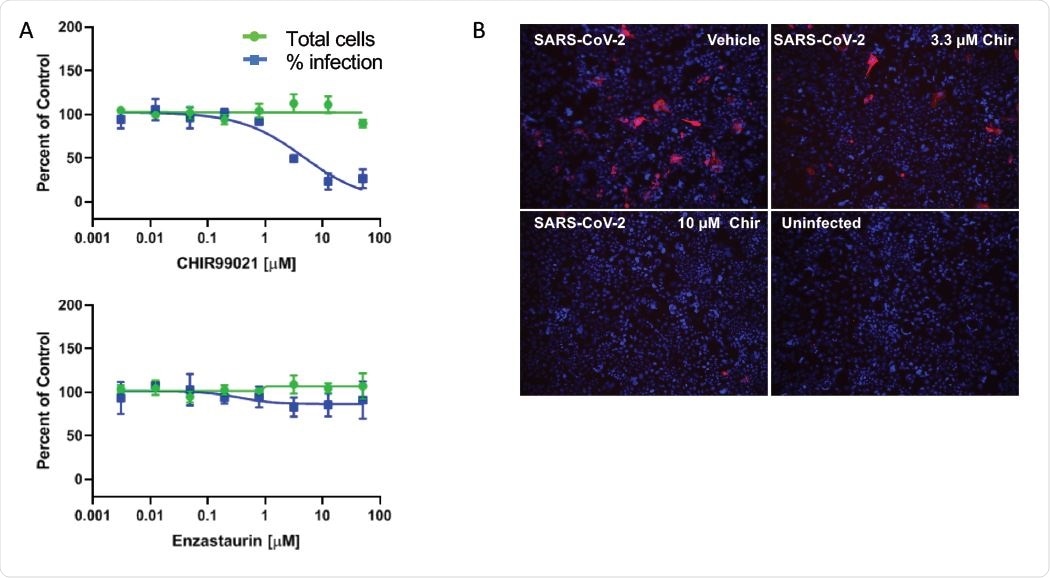 GSK-3 inhibitor blocks replication in SARS-CoV2 infected cells: A. Dose-response analysis of Calu-3 cells treated with GSK-3 inhibitors CHIR99021 or Enzastaurin (UPenn). Cells were treated with drug at the indicated concentrations and then inoculated with SARS-CoV-2. Cells were fixed at 48hpi and total cell count (green) and percent viral infection (blue) detected by immunofluorescence for dsRNA were assessed. B. Calu-3 cells were treated with vehicle or the indicated concentrations of CHIR99021, innoculated with SARS-CoV-2, fixed at 48 hpi, and Spike protein was detected by immunofluorescence (UCLA). Enzastaurin had no effect on viral infection in Calu-3 cells.