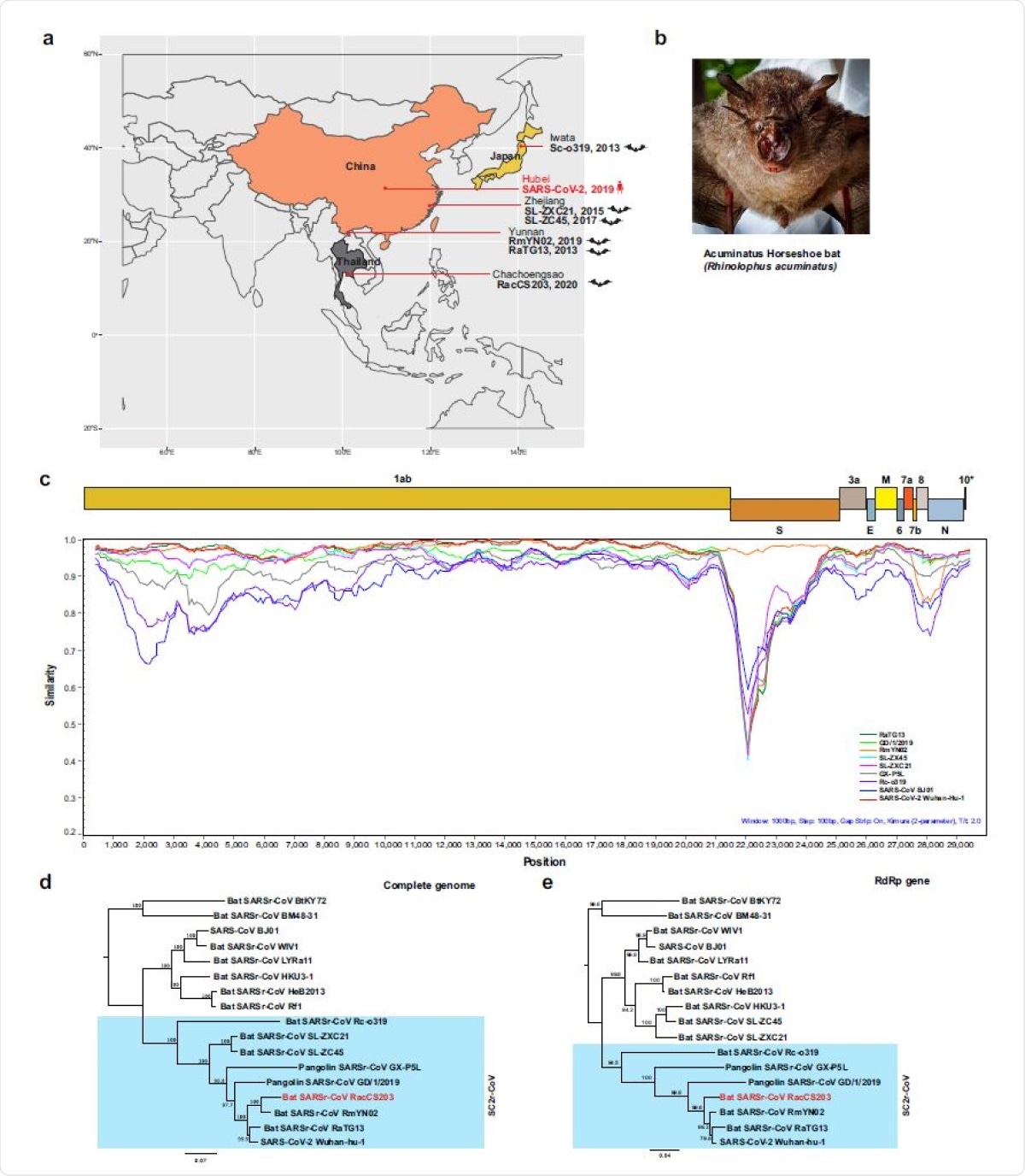 Molecular detection of a SC2r-CoV in bats in Thailand. a Map of Asia illustrating the SC2r-CoVs detected in this region to date. b The Acuminatus horseshoe bats from which the SC2r-CoV was detected. Photo taken by the Thai research team of this study group. c Similarity plot (SimPlot) of wholegenome sequences of 10 SARSr-CoVs using the RacCS203 as a reference genome. d Phylogenetic tree based on whole-genome sequences. e Phylogenetic tree based on the RdRp gene sequences. The trees in d and e were generated using PhyML with general-time-reversible (GTR) substitution model and 1000 bootstrap replicates. Numbers (>70) above or below the branches are percentage bootstrap values for the associated nodes. The scale bar represents the number of substitutions per site. RacCS203 was highlighted in red.
