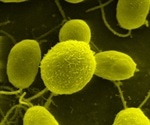 New platform using green algae tests for SARS-CoV-2 virus