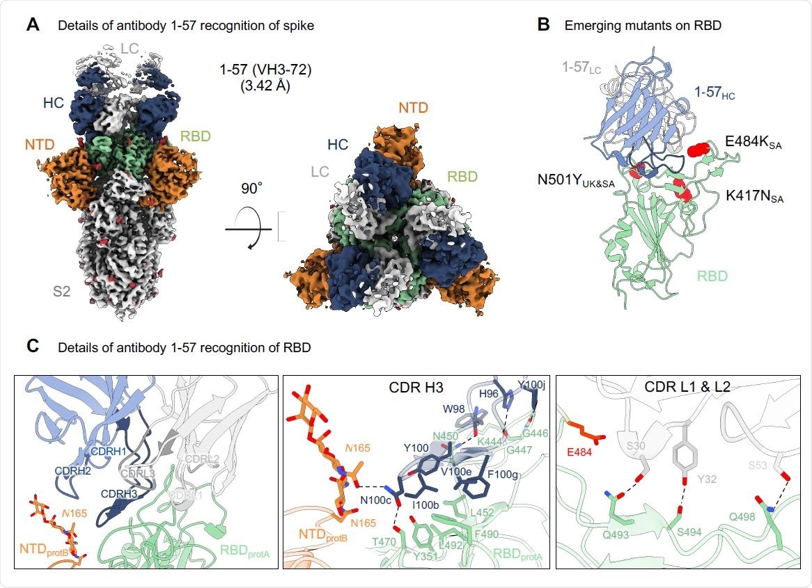 Antibody 1-57 utilizes a hydrophilic pocket to accommodate mutation E484K in emerging strains. (A) Cryo-EM reconstruction for spike complex with antibody 1-57 from two orthogonal views; a single conformation with all RBDs down is observed. NTD is shown in orange, RBD in green, glycans in red, antibody heavy chain in blue and light chain in gray. (B) Domain level view of 1-57 in complex with RBD, with the emerging mutants highlighted in red. (C) Details of antibody 1-57 recognition of RBD showing the overall interface (left panel), recognition by CDR H3 (middle panel) and recognition by CDR L1 and L2 (right panel). CDR H1, H2, H3 are colored in shades of blue; CDR L1, L2, and L3 are colored in shades of gray. E484 is highlighted in bright red (right panel). Nitrogen atoms are colored in blue, oxygen atoms in red; hydrogen bonds (distance <3.2 Å) are represented as dashed lines.