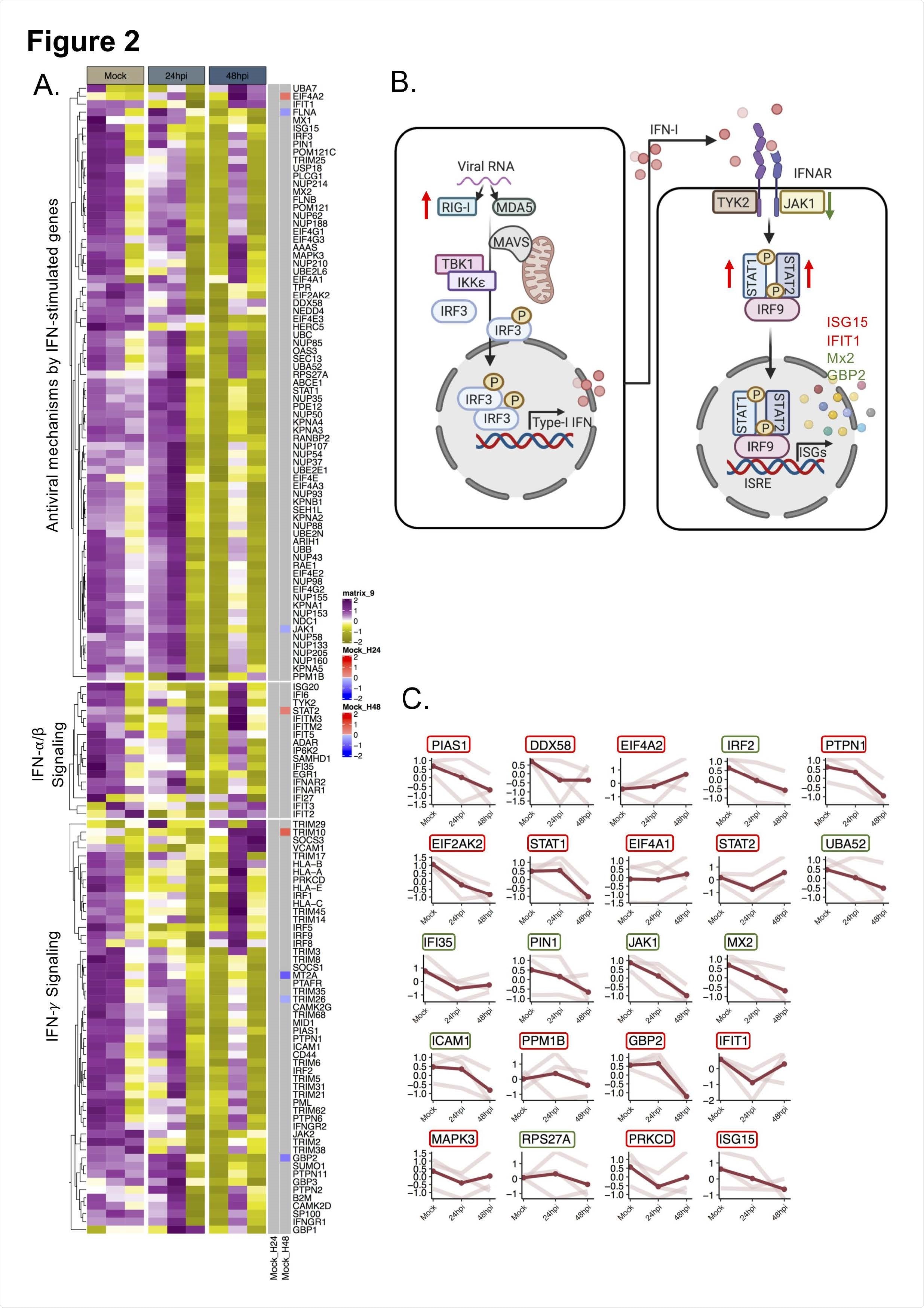 SARS-CoV-2 induced transcriptional changes in the IFN-signaling genes in transcriptomics data. A) Heatmap of IFN-stimulated transcripts before infection and at 24 and 48hpi. Data were log2 normalized and Z-score transformed. Lower values are represented in yellow and higher values in purple. Significant differential expressed genes between time points are indicated in blue if downregulated and in red if up regulated. B) The scheme graph of the type I interferon signaling pathways, in which the regulated genes expression level trend is noted. The significantly changed proteins observed in the proteomics data are denoted by green arrows or letters (downregulated) or red arrows or letters (upregulated) C) Dot plot for each transcript that were detected as significantly altered in proteomics. For each gene, the scaled values in triplicates are represented in mock, 24hpi and 48hpi and linked by light red line, average value is displayed in red. The name of the genes is indicated in colored box based on the proteomics data. The genes corresponding to increased protein levels are in red boxes and to decreased protein levels in green boxes.