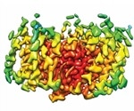 Scientists reveal the structure of glutamate transporter in our cells