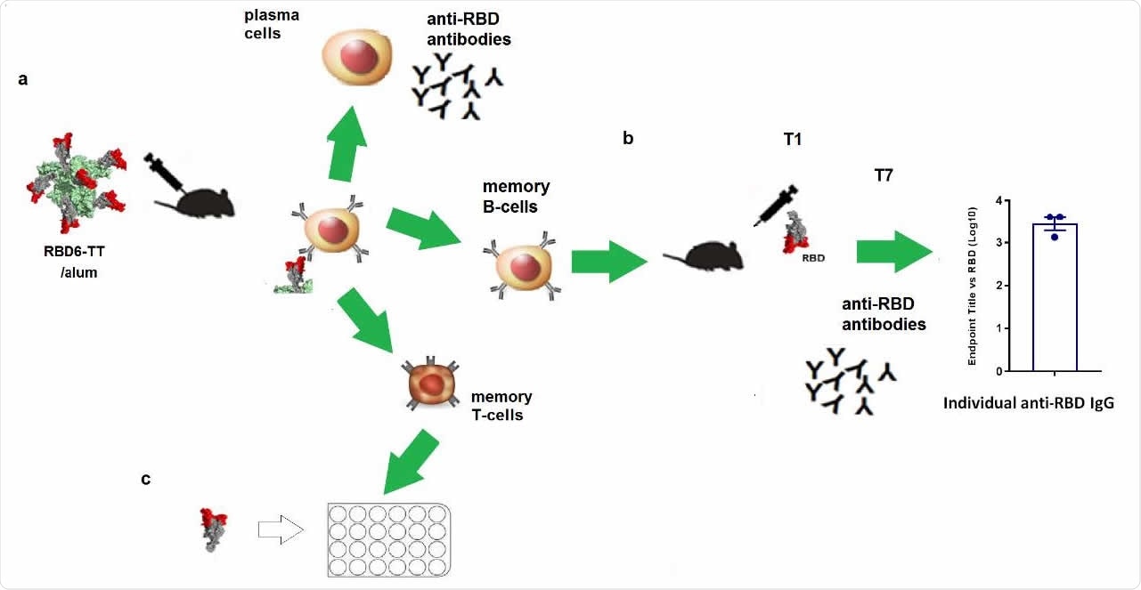 Memory B and T cells induced by RBD6-TT. a. Primary immune response to RBD6-TT/alum (green arrows). b. Classical passive transfer of splenocytes from RBD6- TT/alum BALB/c and stimulated with RBD/alum (strong secondary response after day 7). c. T-cell stimulation with RBD