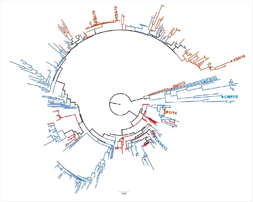 Phylogenetic tree of MERS-CoV strains. Maximum likelihood tree of 446 full MERSCoV genomes showing distribution of isolates used in this study. Human-derived MERS-CoV isolates used in this study are highlighted in red, camel-derived MERS-CoV isolates are highlighted in blue. Phylogenetic tree reconstructed with PhyML and rooted at the midpoint.