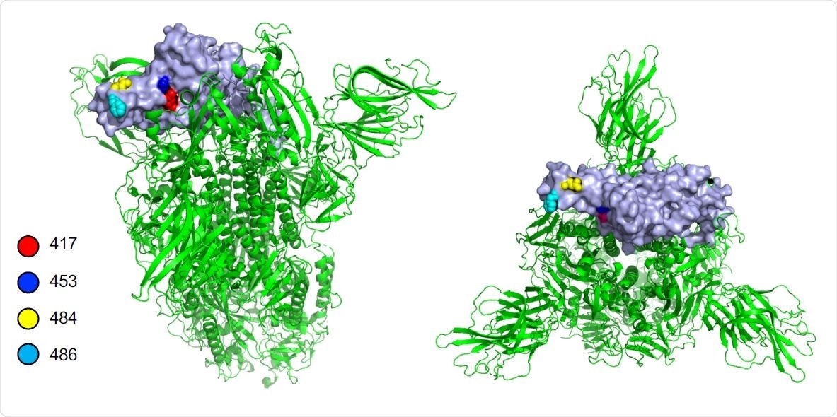 Location of amino acid residue causing escape from REGN10933 in the SARS-CoV-2 spike protein. Side (left) and top (right) views of the prefusion structure of the SARS-CoV-2 spike protein. The location of amino acid residues 417, 453, 484 and 486 in the RBD that cause escape from REGN10933 are shown (a single RBD is shown in grey).