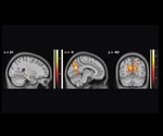 Overactive hippocampus may cause navigation impairments in aging adults