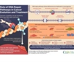 Scientists examine DNA repair pathways and their impact on cancer evolution