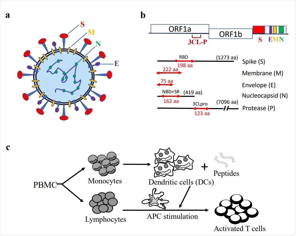 Synthetic peptides of SARS-CoV-2 S, E, M, N, and P proteins and in vitro generation of antigen-specific T cells. (a) Schematic illustration of SARS-CoV-2 virus particle. (b) Representative S, E, M, N, P protein domains. (c) Diagram of in vitro antigen-specific T cell generation. DCs and T lymphocytes were prepared from PBMCs and synthetic viral peptide-pulsed DCs were used as antigen presenting cells (APCs) to activate T cells.