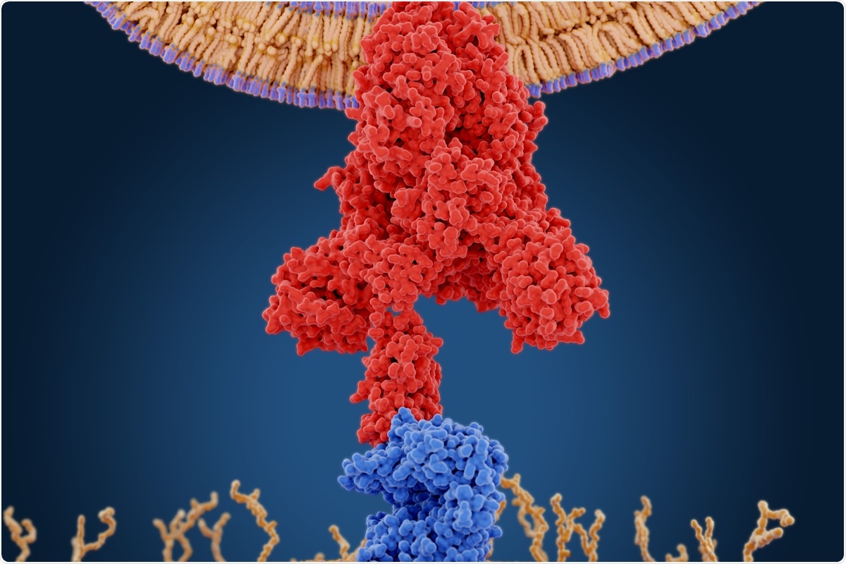 Study: E484K mutation in SARS-CoV-2 RBD enhances binding affinity with hACE2 but reduces interactions with neutralizing antibodies and nanobodies: Binding free energy calculation studies. Image Credit: Juan Gaertner / Shutterstock