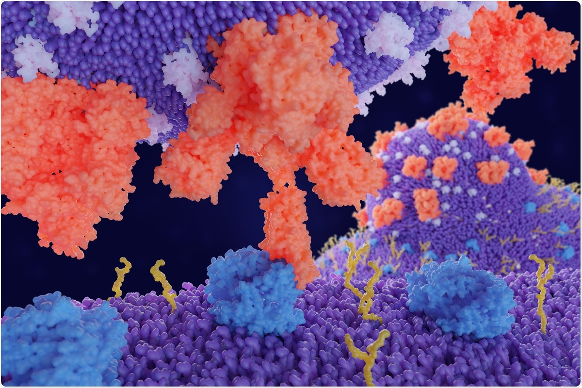 Estudio: Un portal de glucanos controla la apertura de una proteína de pico de SARS-CoV-2.  Haber de imagen: Juan Gaertner / Shutterstock