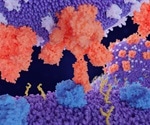 A glycan controls how SARS-CoV-2’s spike protein opens, study finds