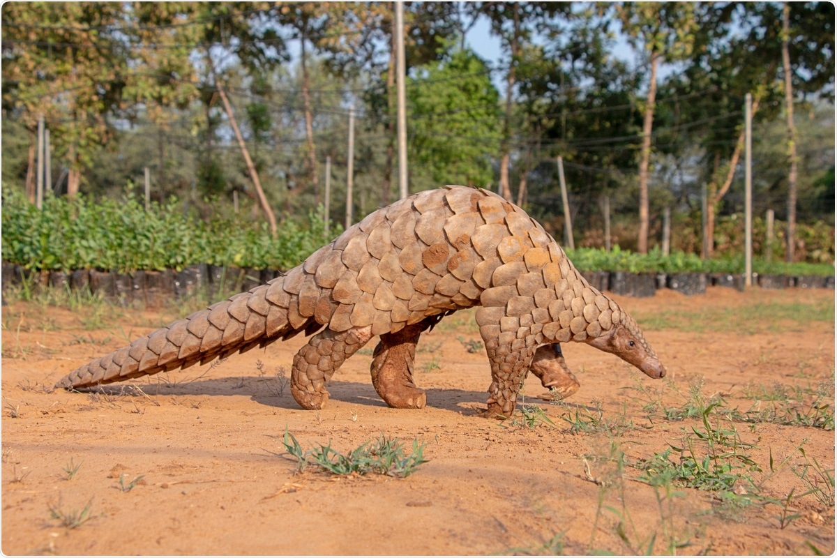 Study: Structure and binding properties of Pangolin-CoV spike glycoprotein inform the evolution of SARS-CoV-2. Image Credit: Vickey Chauhan / Shutterstock