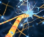 What is Myelin?