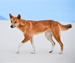 Genetic test shows most wild canines in Australia are pure dingoes or dingo-dominant hybrids