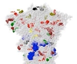 A backbone free energy study of SARS-CoV-2 variants of concern